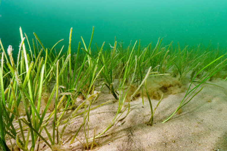 ✍️ Unterschreibe jetzt: Keine Gebühren für Seegras-Renaturierung! 🌊🌿